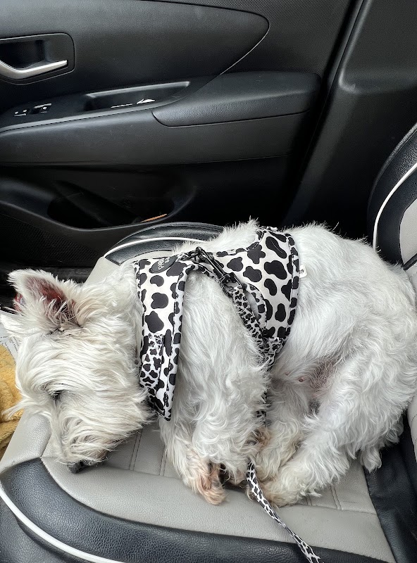Westridge Animal Hospital