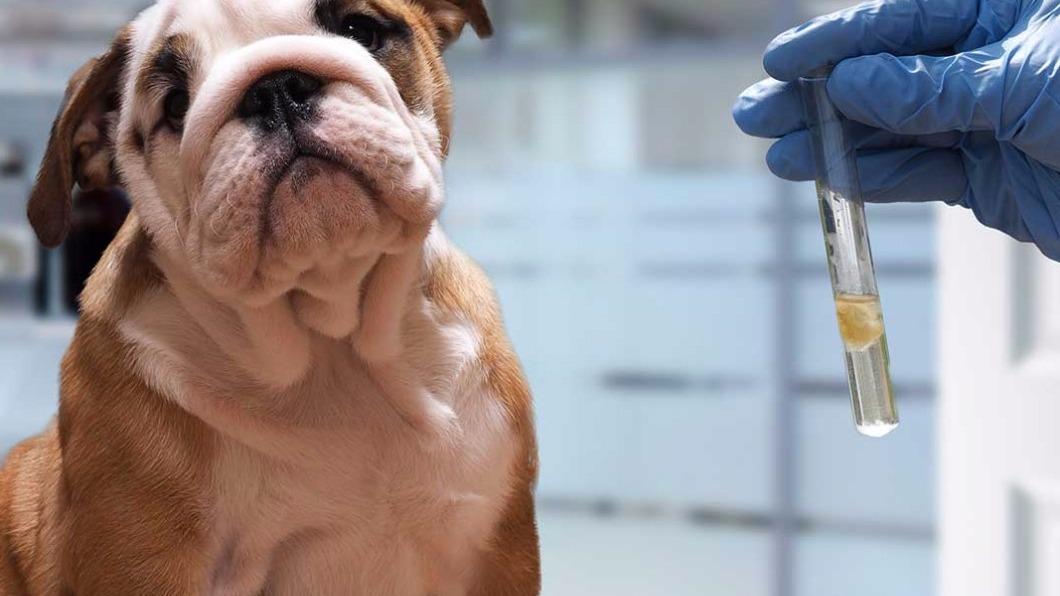 Stateline Animal Hospital