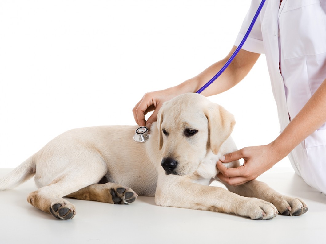 Stateline Animal Hospital