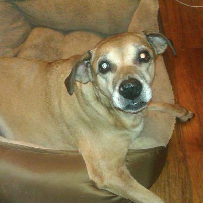 Stateline Animal Hospital: Dr. Jim Shively (Dr. Dog)
