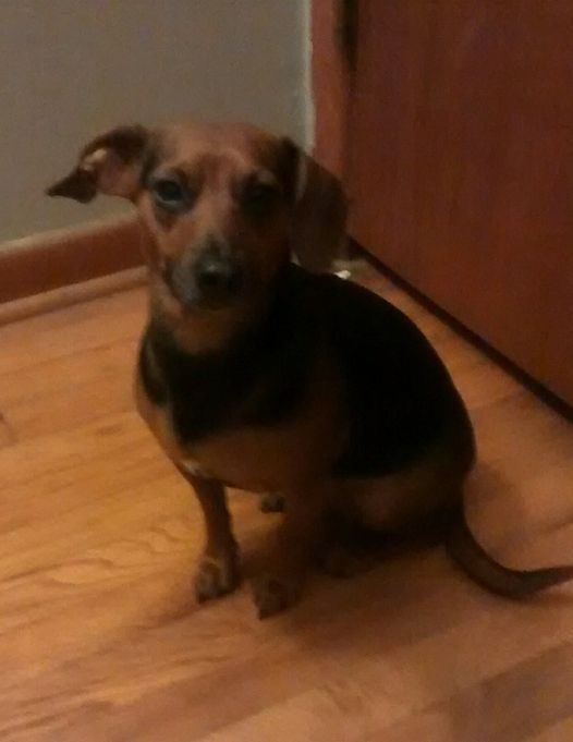 Stateline Animal Hospital: Dr. Jim Shively (Dr. Dog)