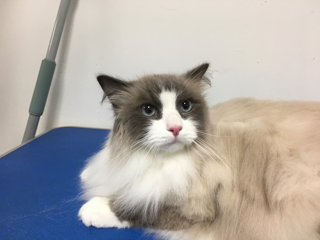 Moore Animal Clinic
