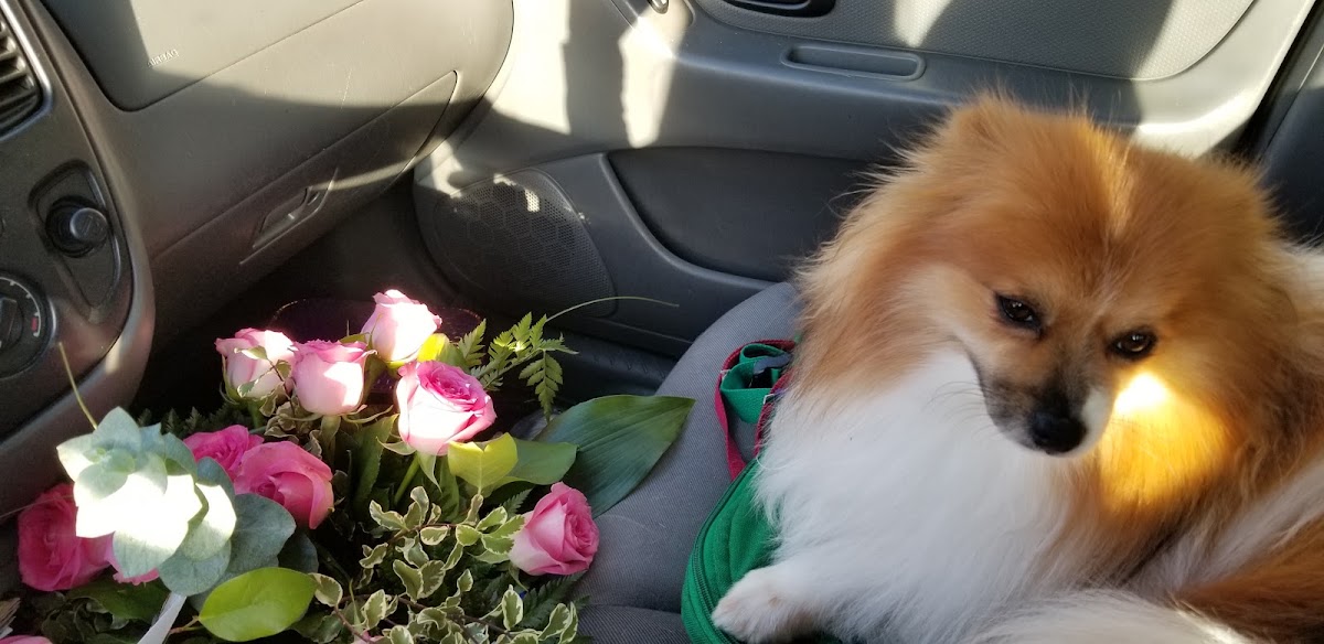 One Of A Kind Pet Spa