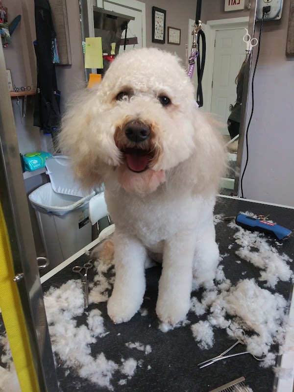 One Of A Kind Pet Spa