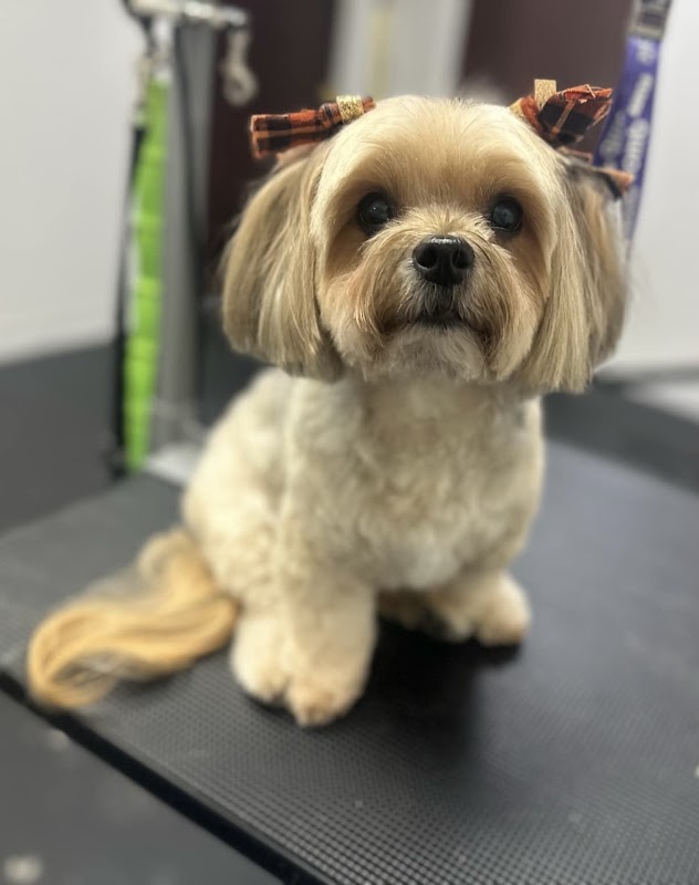K9 Purfection