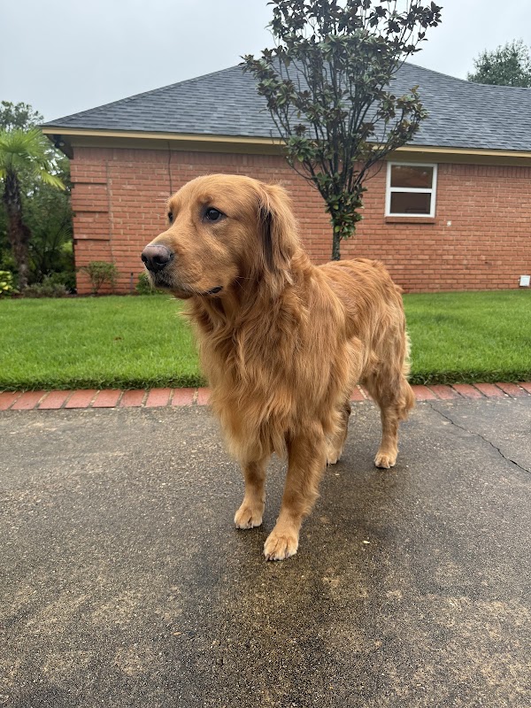 K9 Purfection