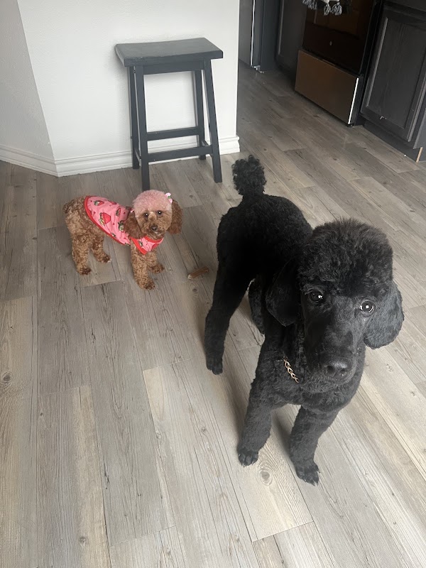 Barks and Bubbles Pet Spa