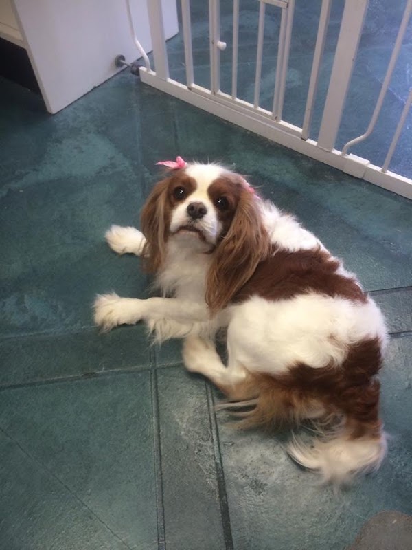 Georgia's Pet Salon & Boutique