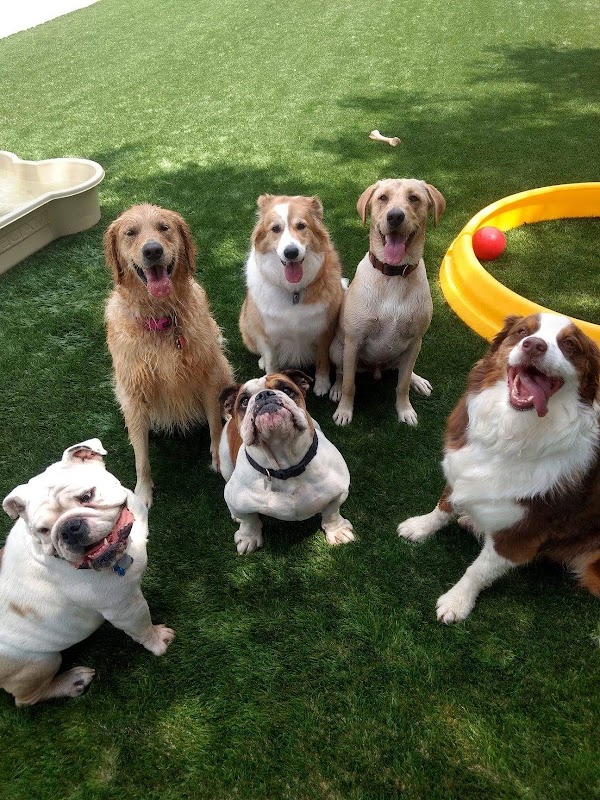 Prancing Paws Doggie Daycare