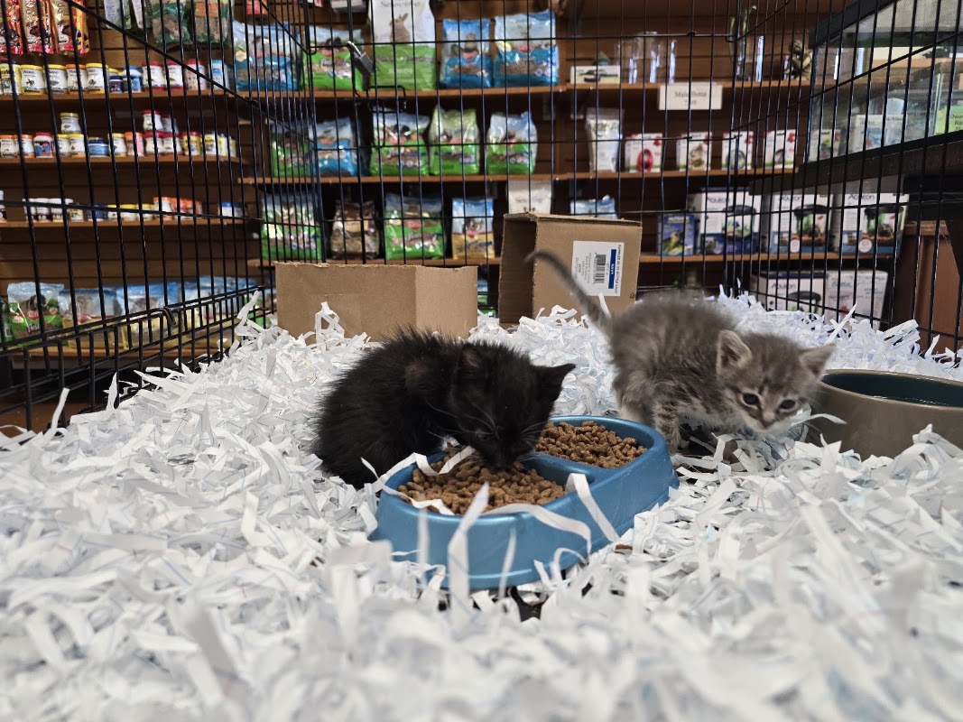 Dogpatch Pet Shop