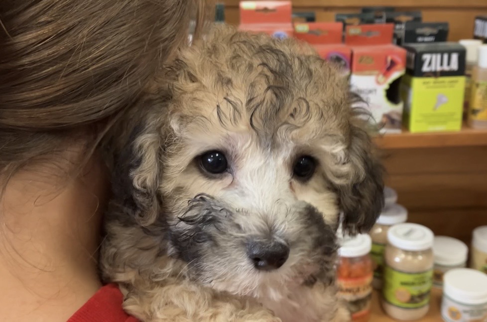 Dogpatch Pet Shop