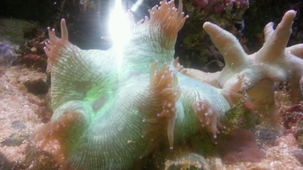 Paradise Pet Shop