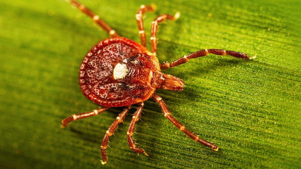 Tick That Causes Red Meat Allergy Is Established Here